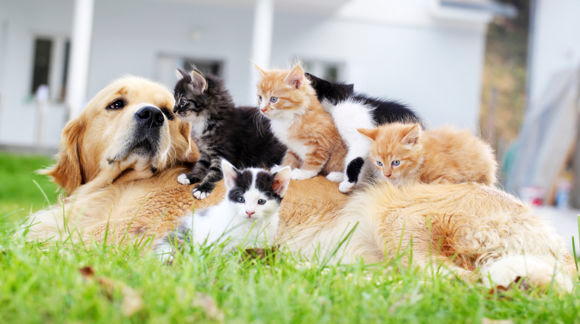 Images Eläinlääkäri Veterinär Sophie Lundqvist SoluVet