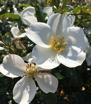 Emilia Mihalydeakpal DaMa Pflanzendesign, Felsplattenstrasse 24 in Basel