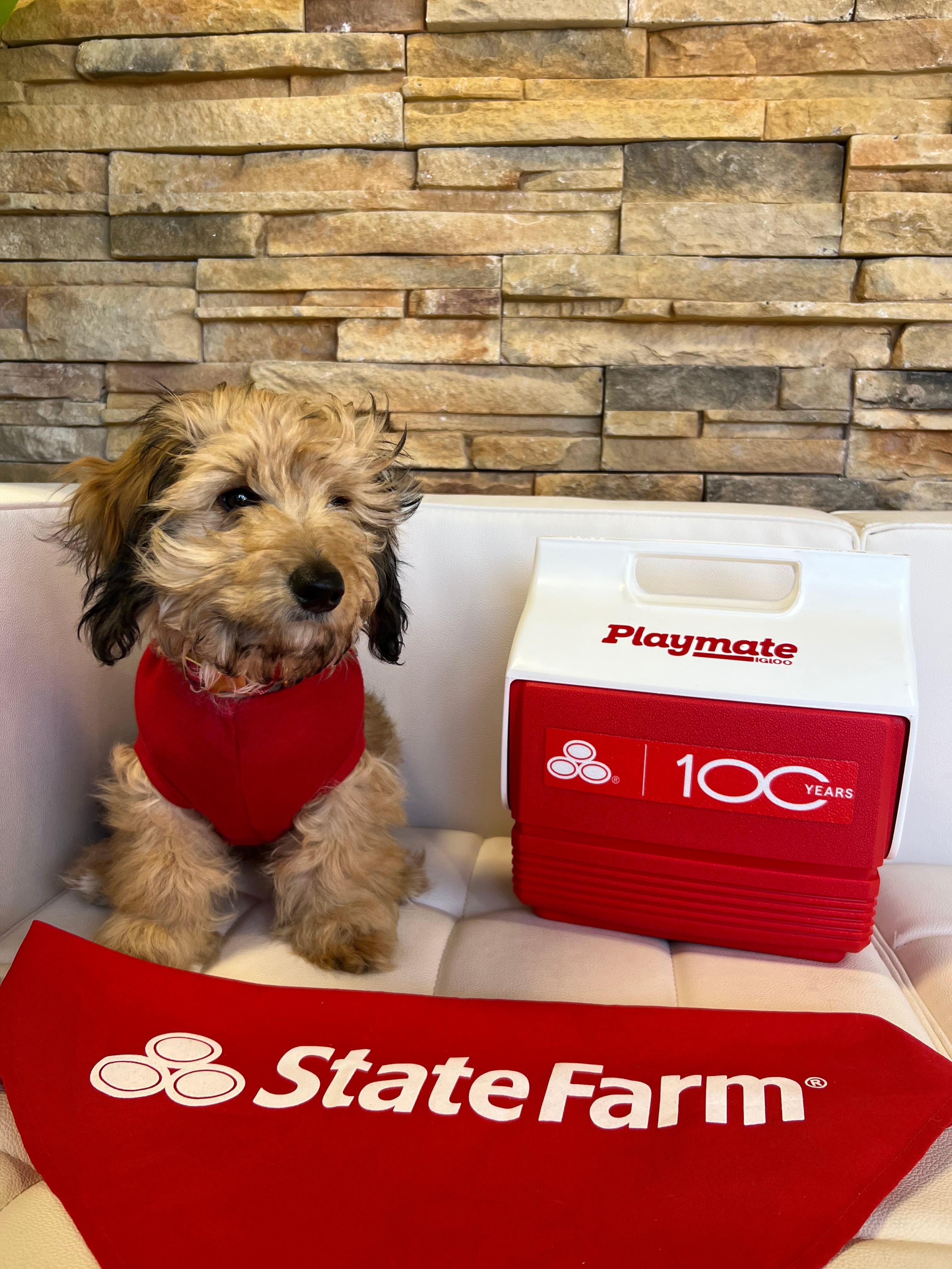 Dog from State Farm