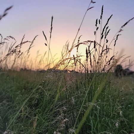 Bilder Pferdepension Almhof Thann