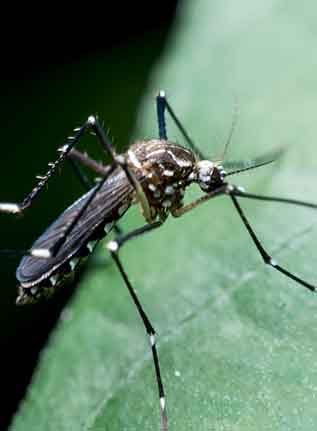 Bilder Logicomed Sagl