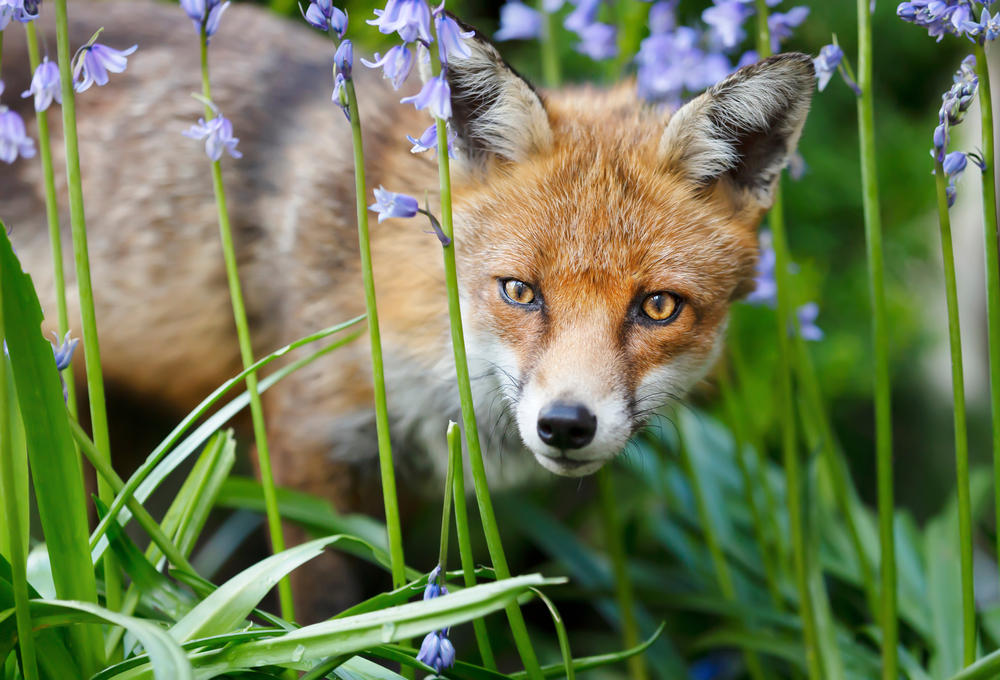 Spring Wildlife Removal Services in Ohio