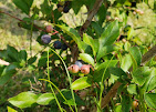 Images The Blueberry Ranch