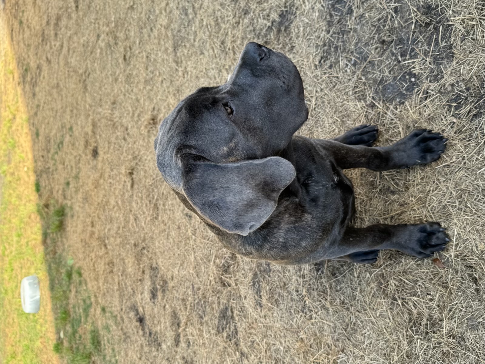 Russell's K9 Academy Image