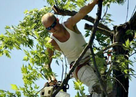 Images Chris' Tree Care & Property Maintenance