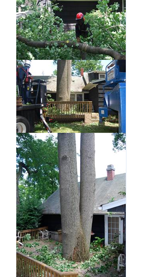 Images Amoroso Tree Service Inc