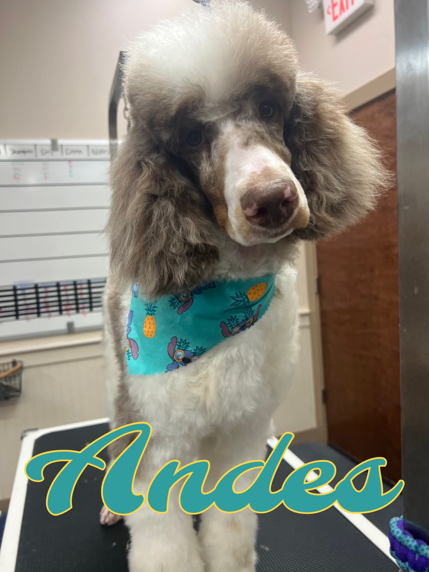 A fluffy poodle with a white and brown coat wears a bandana with a pineapple and Stitch pattern. The poodle is standing on a grooming table, with a whiteboard in the background and the word "Andes" written in large, decorative script at the bottom of the image.