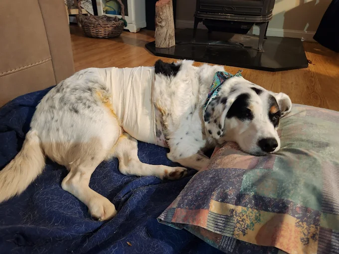 Images Kurmond Veterinary Clinic