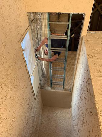 Images Pigeon Control Phoenix