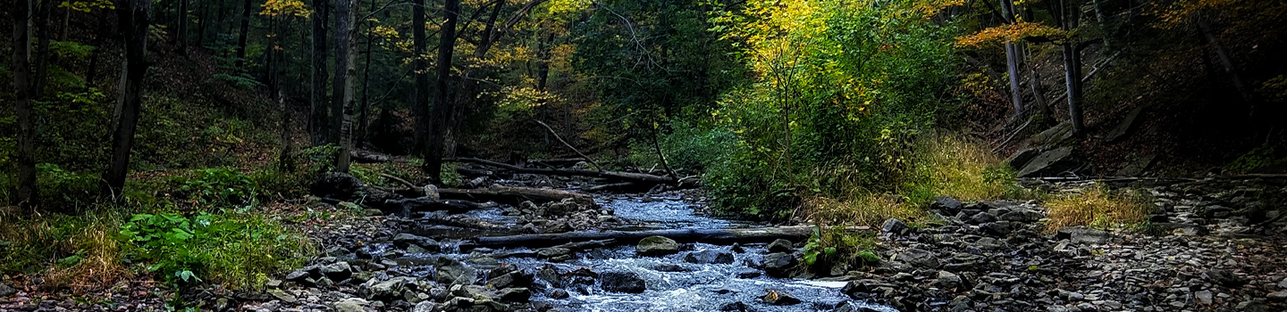 A stream running through a forest.