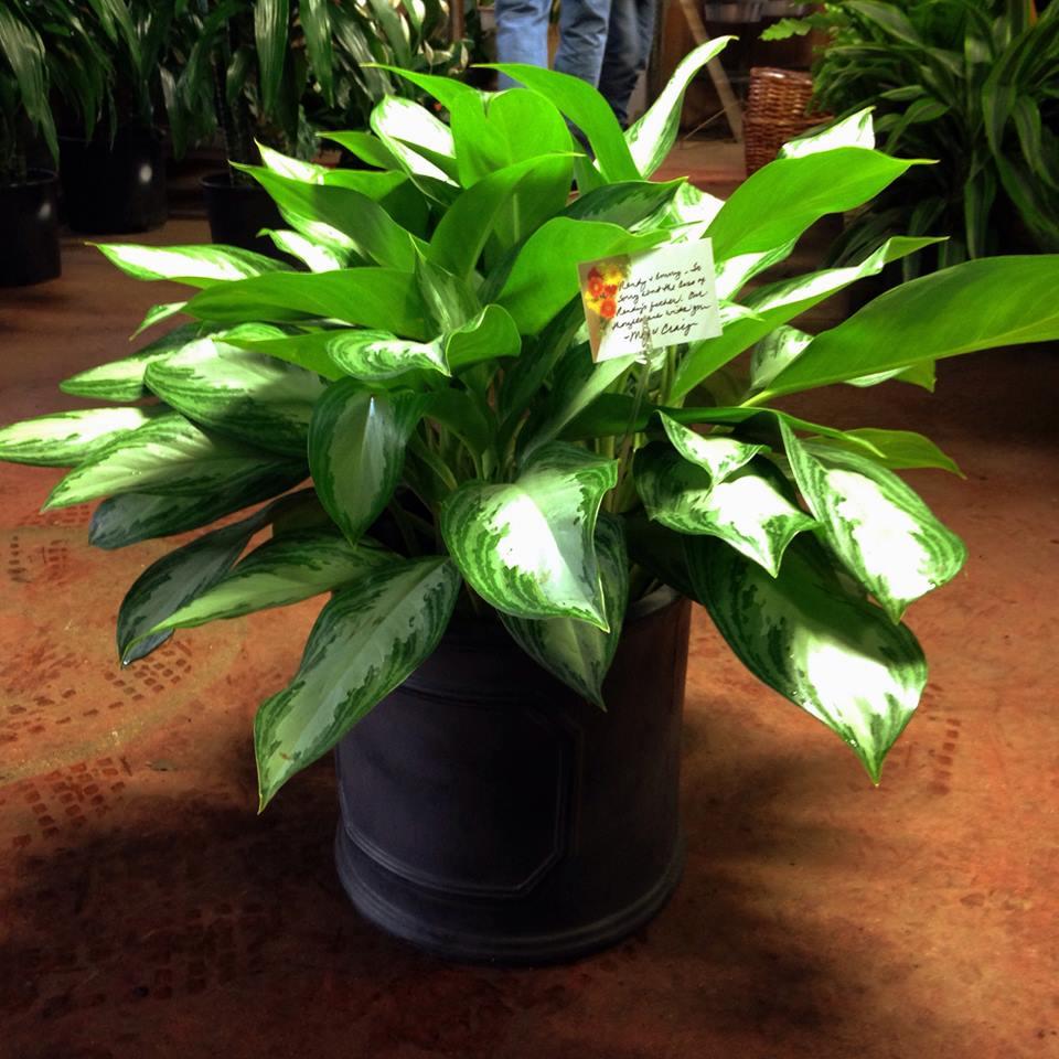 Tropical indoor plants Tall Plants Houston (713)464-8671