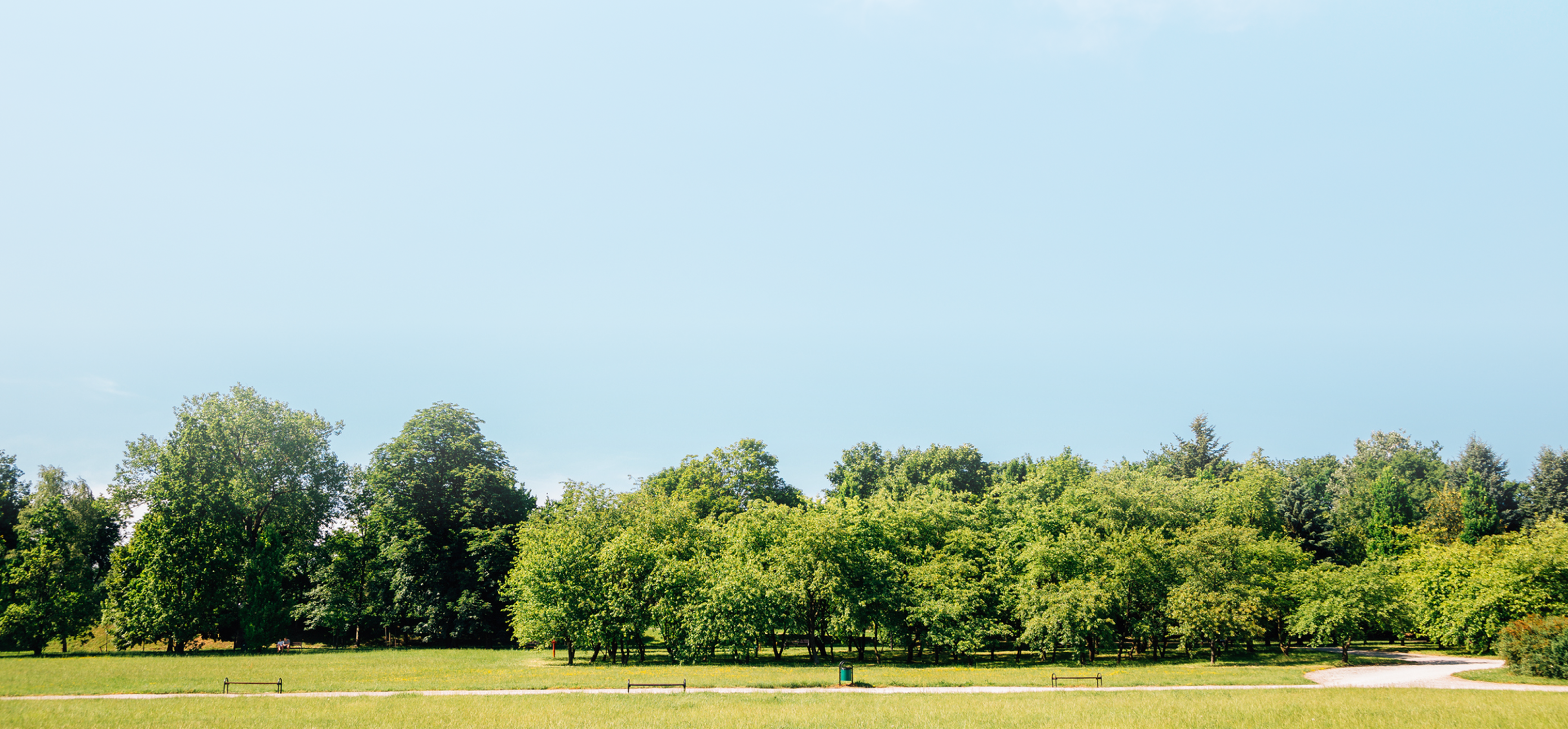 A blue sky and row of trees in a public park.
