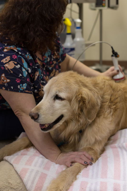 This happy patient is being treated with a therapeutic cold laser by one of our highly-trained veter White Oak Veterinary Clinic White Oak (412)678-4042