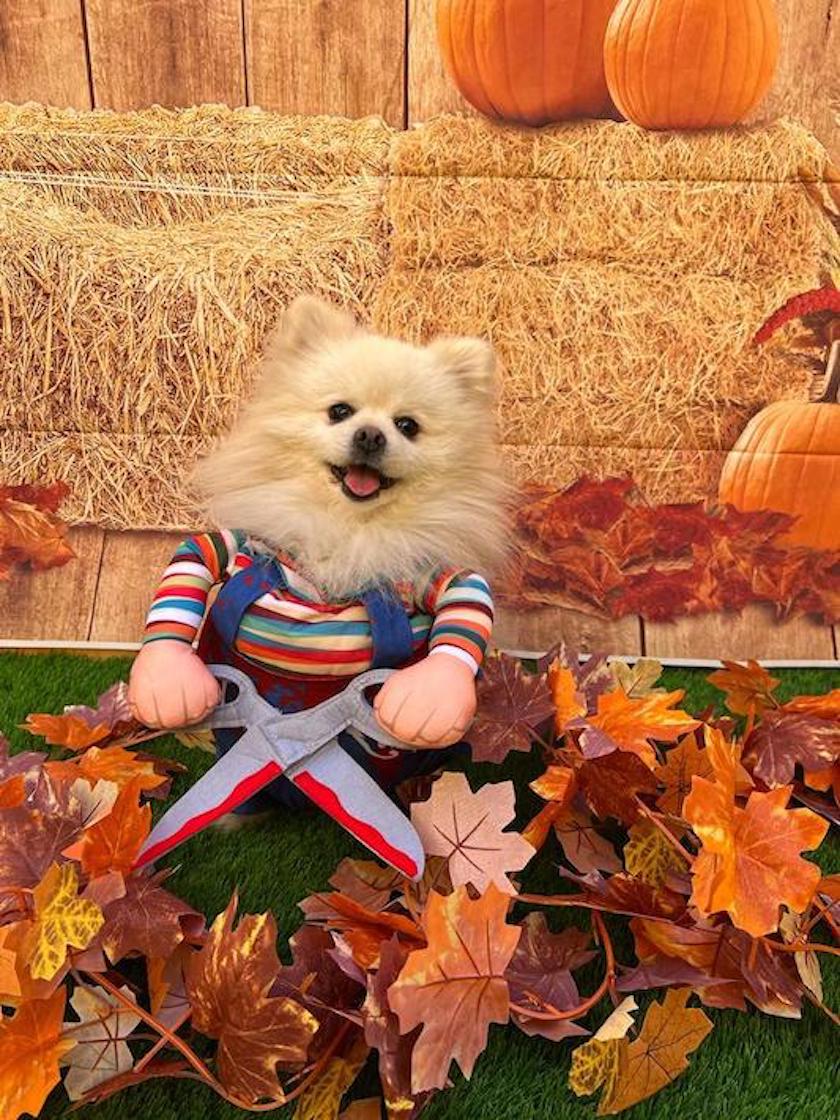 Images Mascota Avenue - Centro Veterinario y Peluqueria Canina/Felina Poblenou