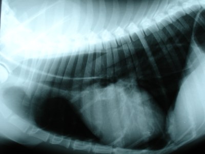 Tierarztpraxis Eggenberg Dipl-TA Greilberger Rainer, Karl-Morre-Straße 19 in Graz