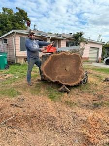 4 Winds Tree Service - Stump grinding