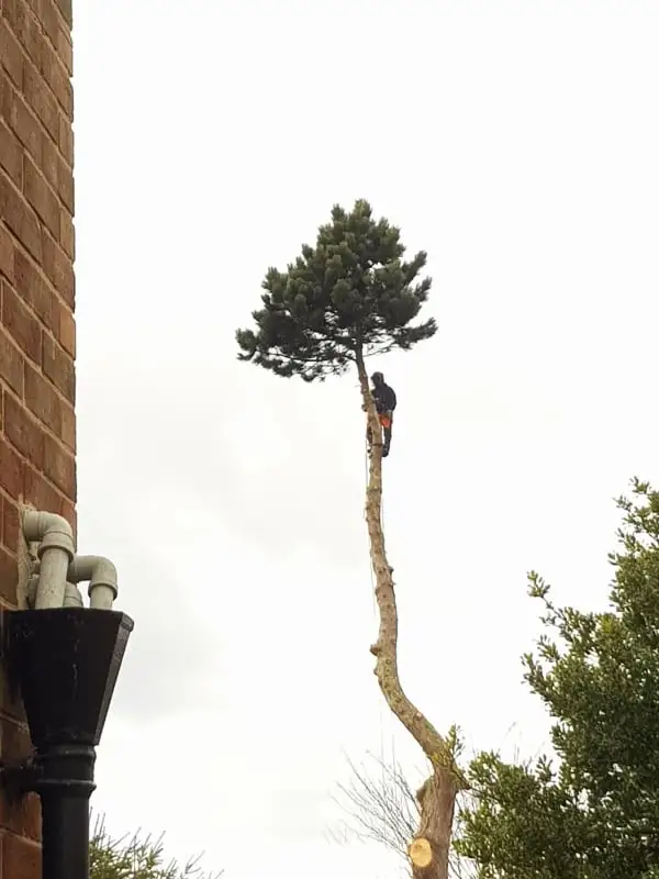 Images Poplar Tree Services Ltd
