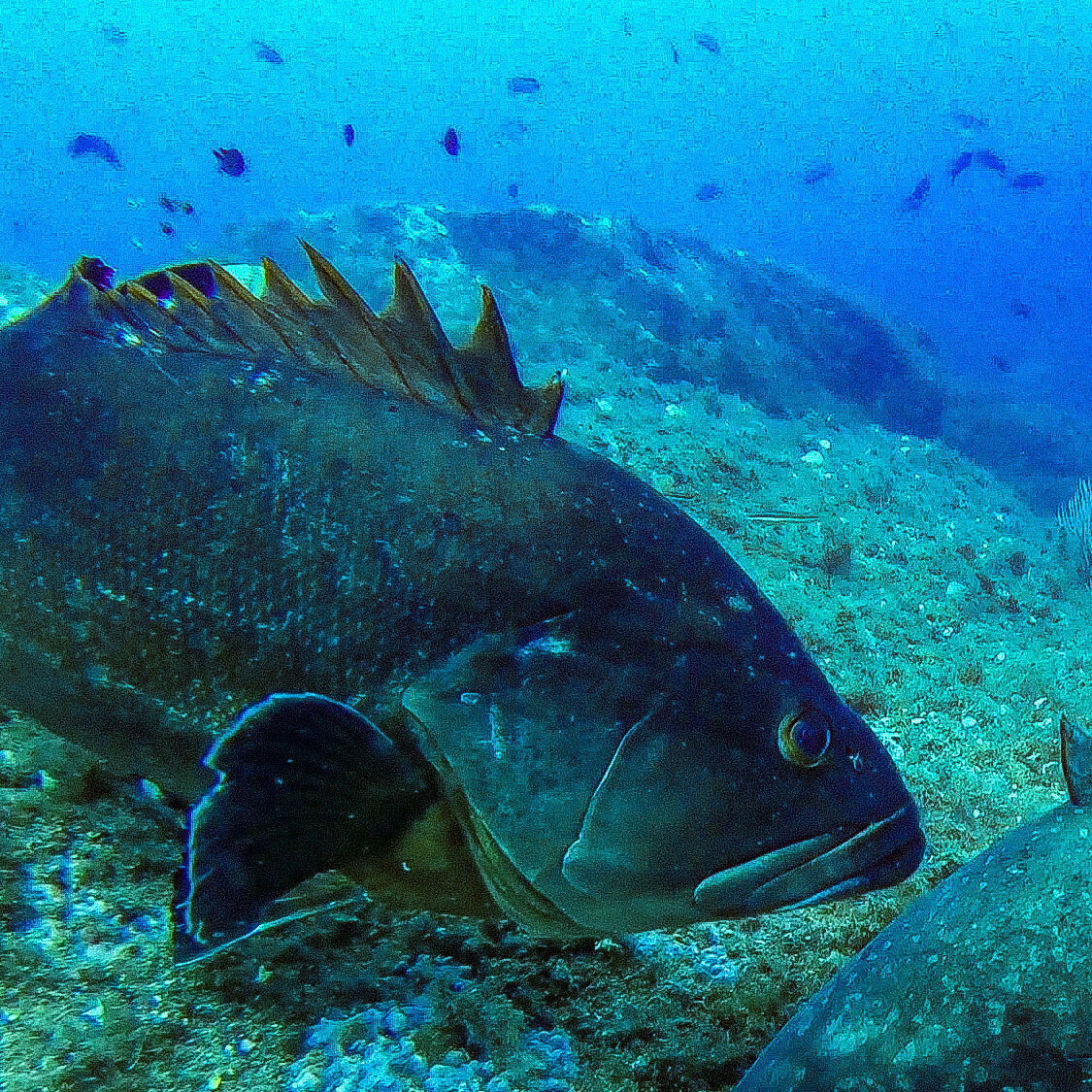 Images CENTRE D'IMMERSIÓ CAP DE CREUS