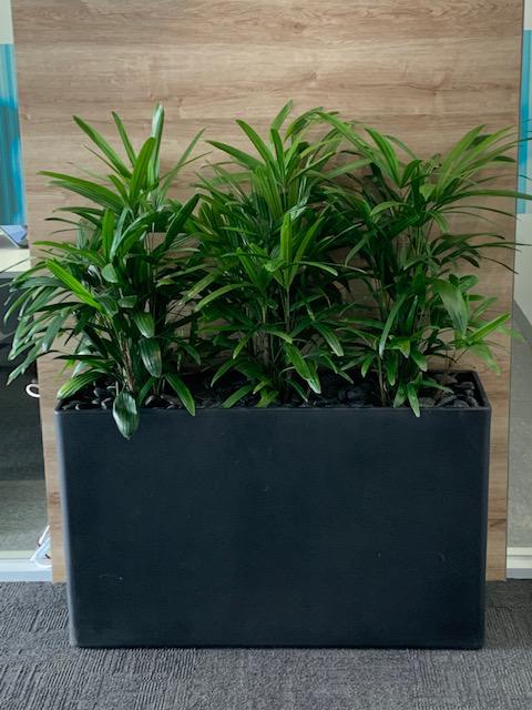 Images Greenfingers Indoor Plant Hire