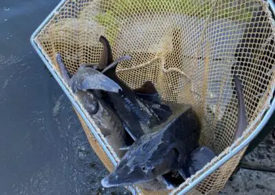 Angelsee Bendestorfer Wassermühle Inhaber: Dirk Schmanns, Bendestorfer Chaussee 17 in Bendestorf