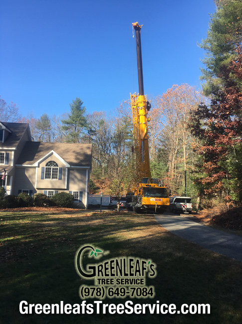 Greenleaf's Tree Service Photo