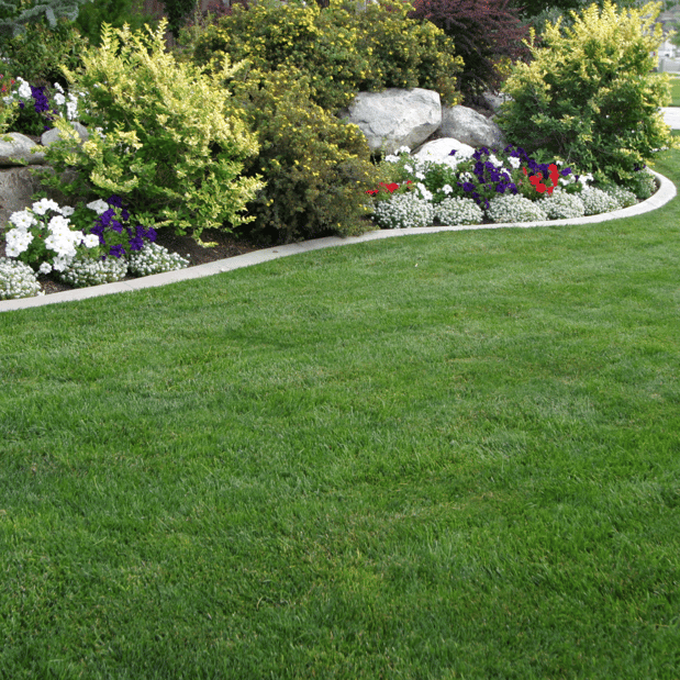 Images Lopez Tree Services and Landscaping