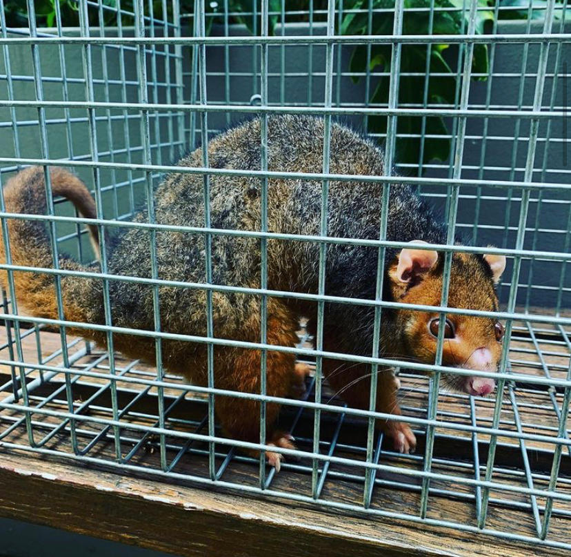 Images All Pest Solutions