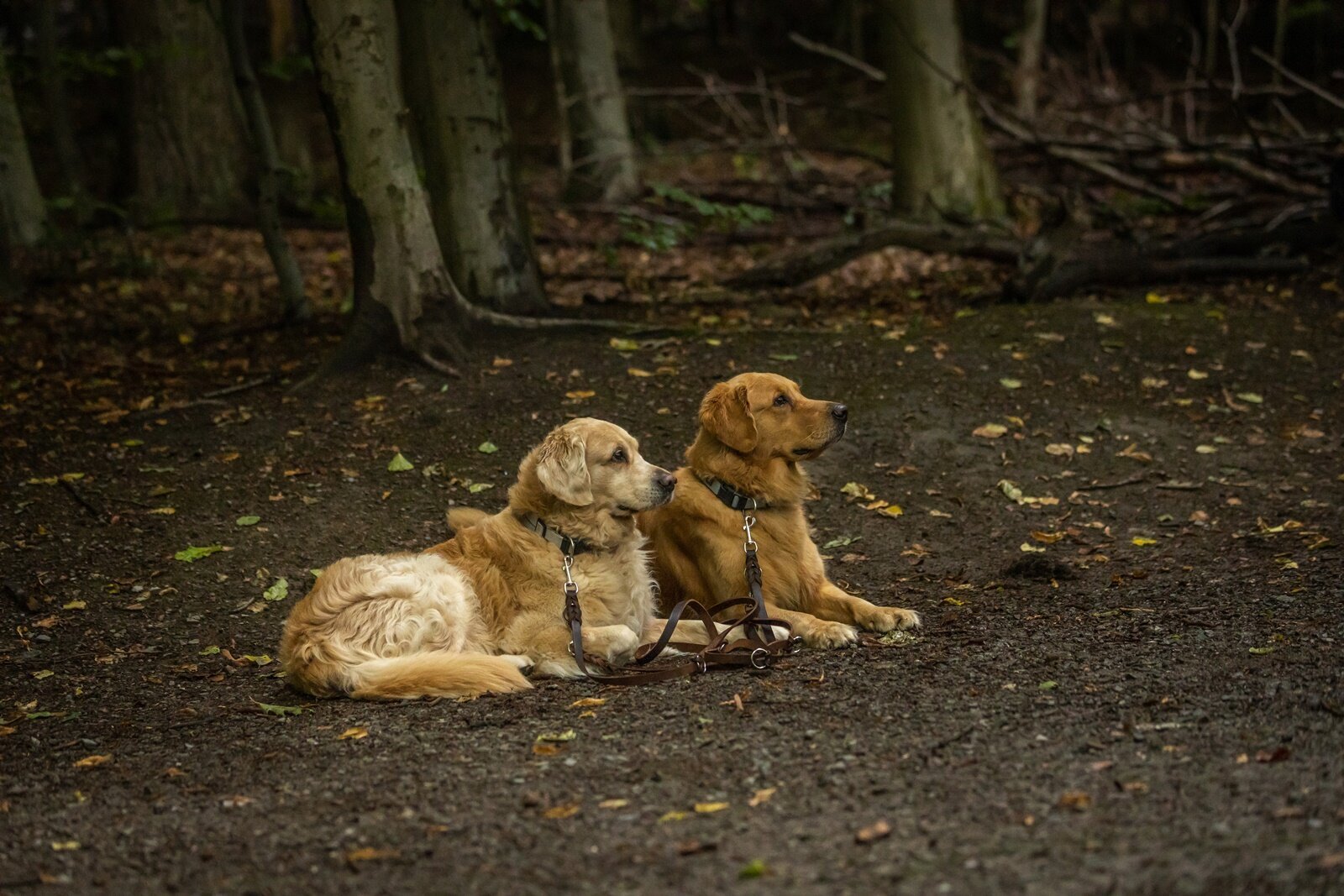 Hundetraining Zum Dream-Team in Castrop-Rauxel