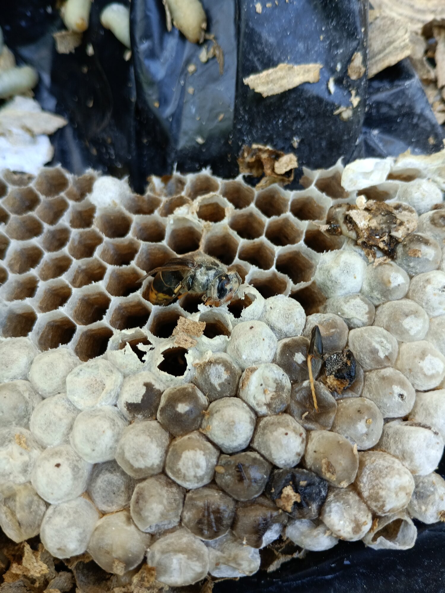 Images CLG Nuisibles-Guêpes-Frelons