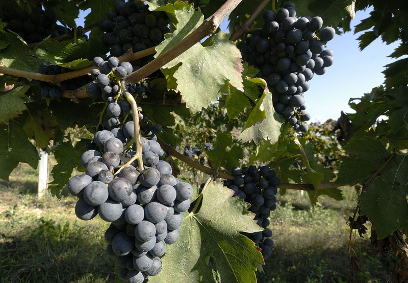 Azienda Vitivinicola La Quercia