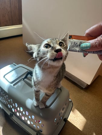 Images Madison Animal Hospital
