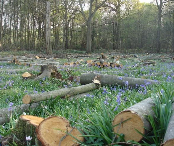 Ashley's Tree Service