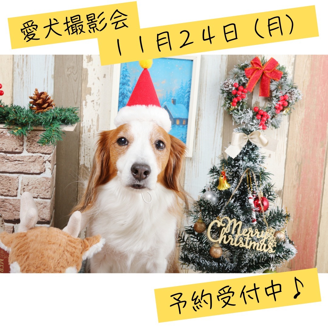 Images たまとポチ 宇津木店