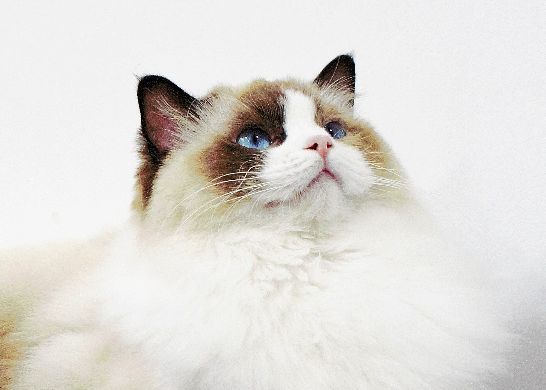 Images Ragdoll RagSweet