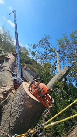 Images Sasquatch Tree Services