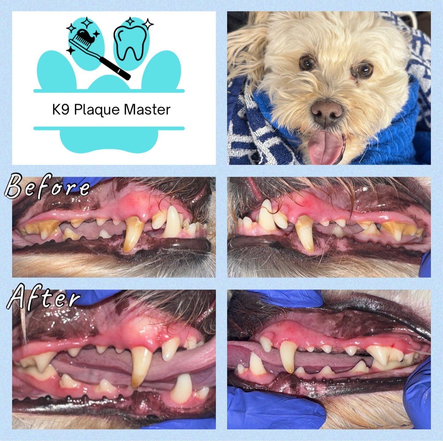 Images K9 Plaque Master Inc.