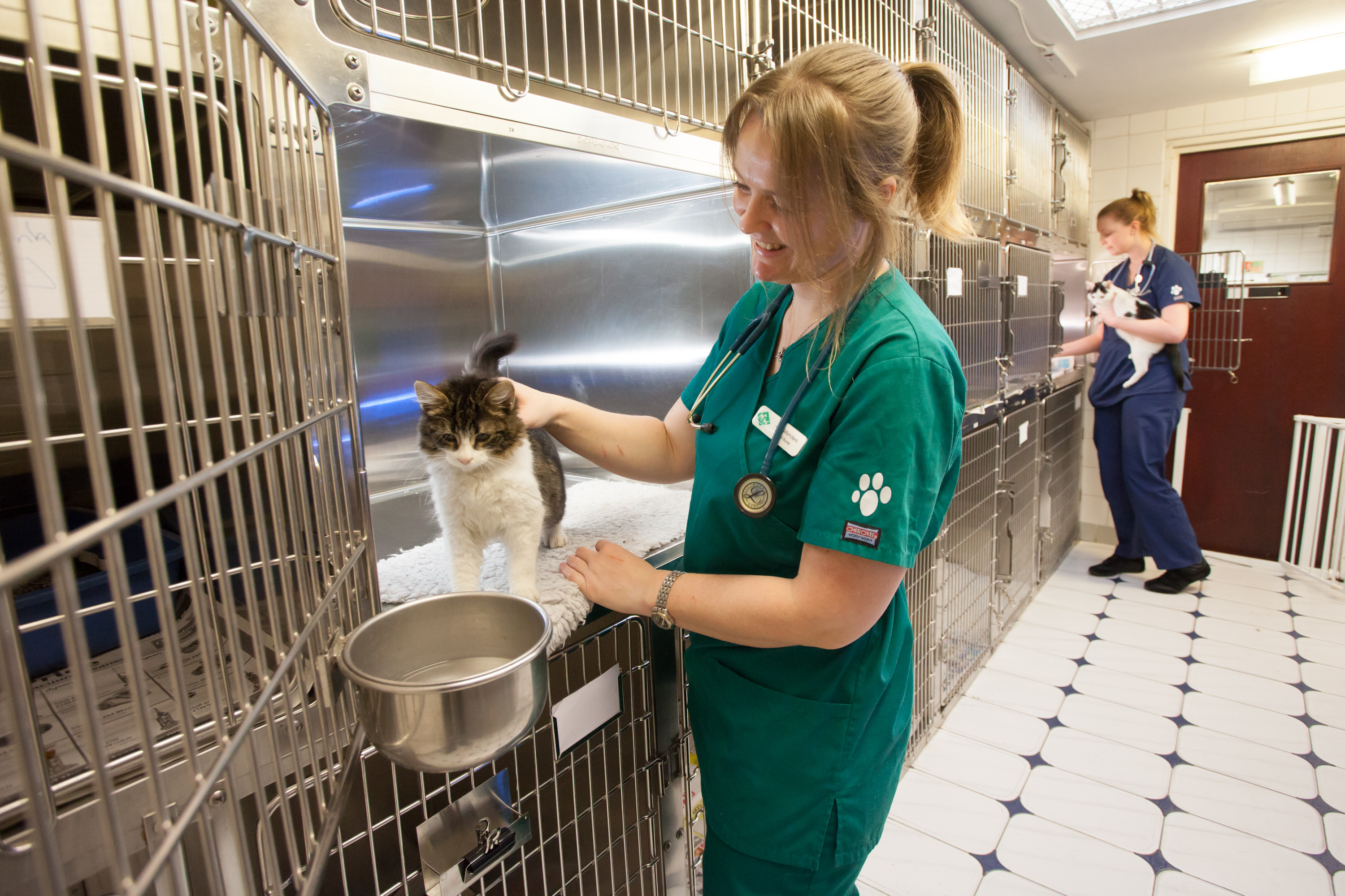 Images Streatham Hill Veterinary Surgery