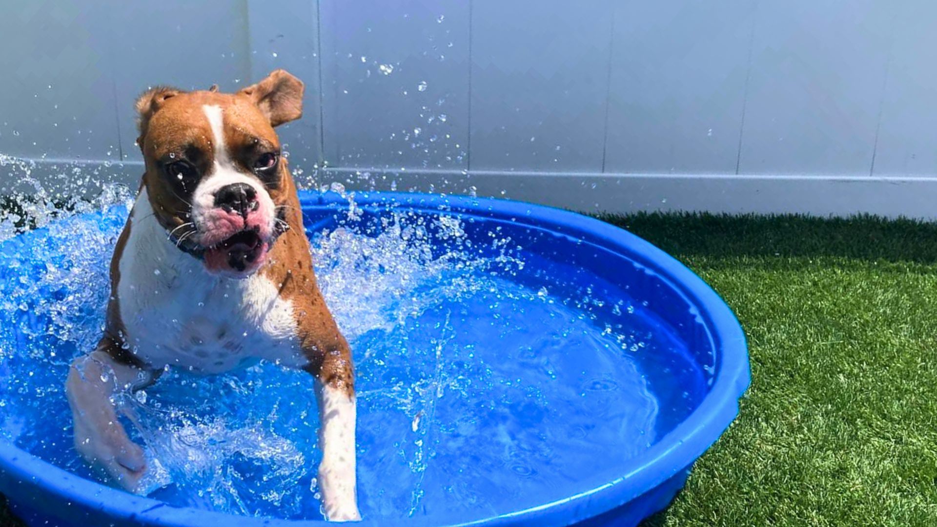 Feel the excitement of summer at our Doggy Daycare with this delightful image of a dog leaping out of a pool, creating a spectacular splash! This photo showcases one of our fun little swimming pools, designed specifically for dogs to stay cool and have a blast during the hot summer days. It’s a perfect addition to our doggy daycare and pet boarding services, ensuring a safe and enjoyable outdoor play experience.