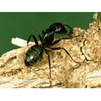 Easton Pest Management