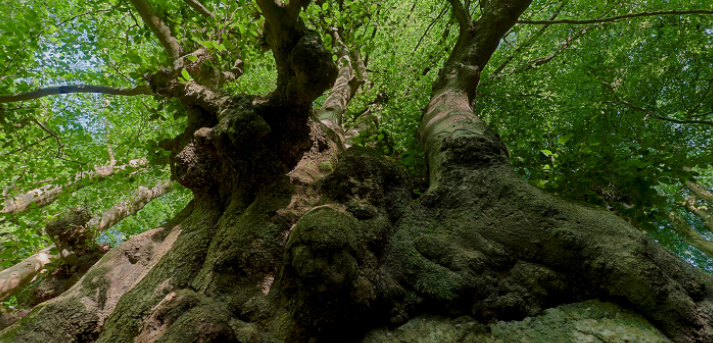 Images J. Daniels' Trees