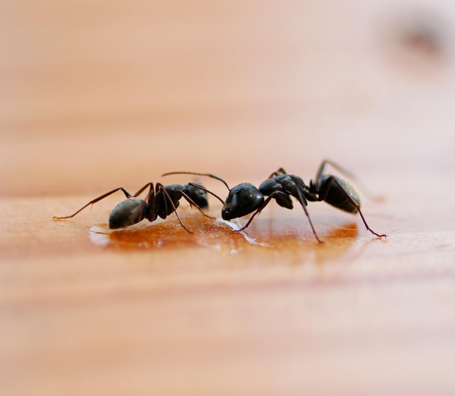 Top rated ant control services in Virginia Beach and surrounding cities. Trust Universal Pest for ant control.