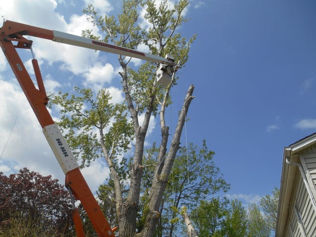 Images Wellman Tree Service