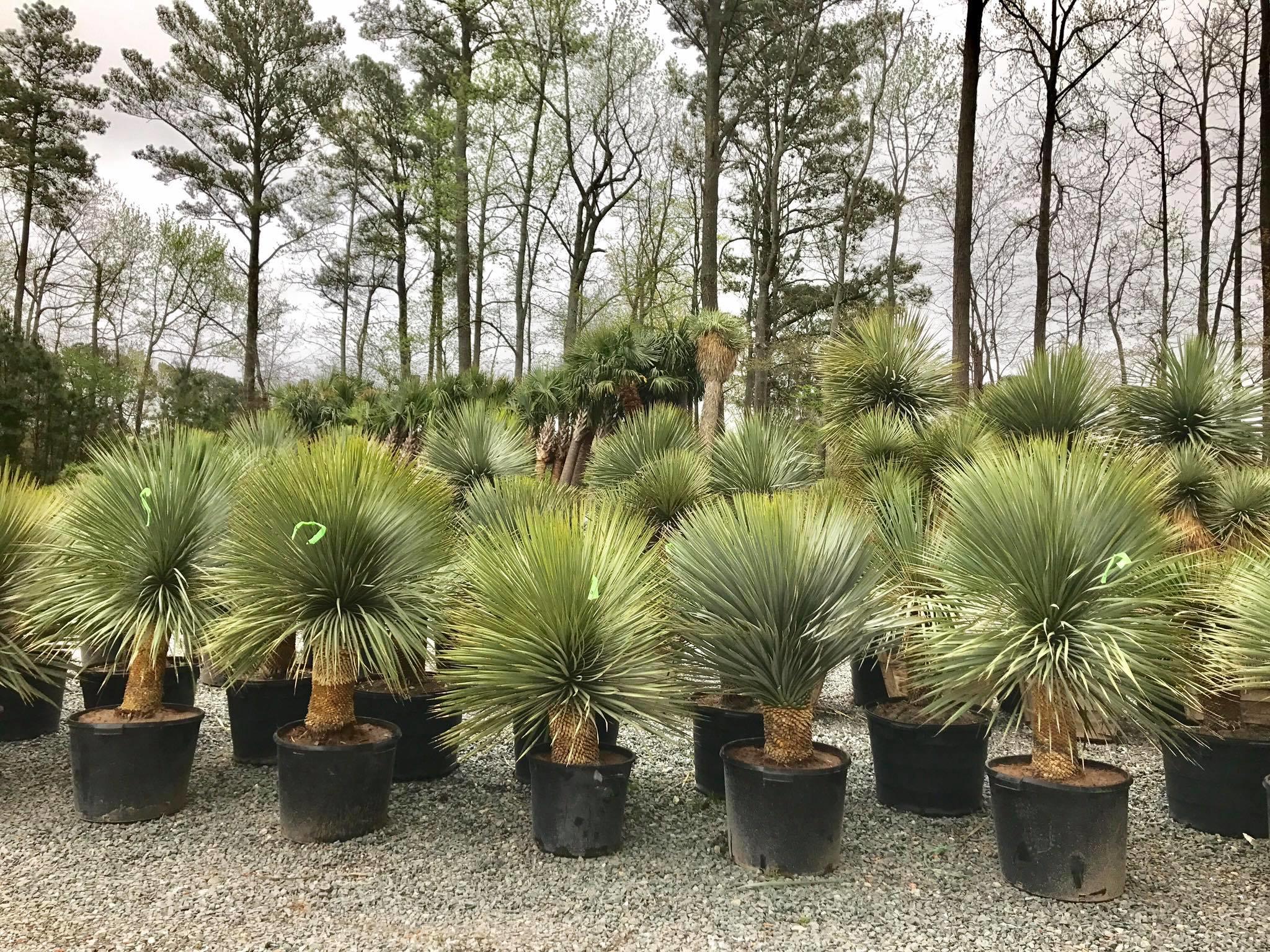 Palm Tree in Virginia Beach, VA Plants & Trees Retail