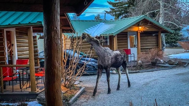 Images Log Cabin Motel
