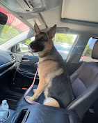 Images Dog Pawpa K9 Connection