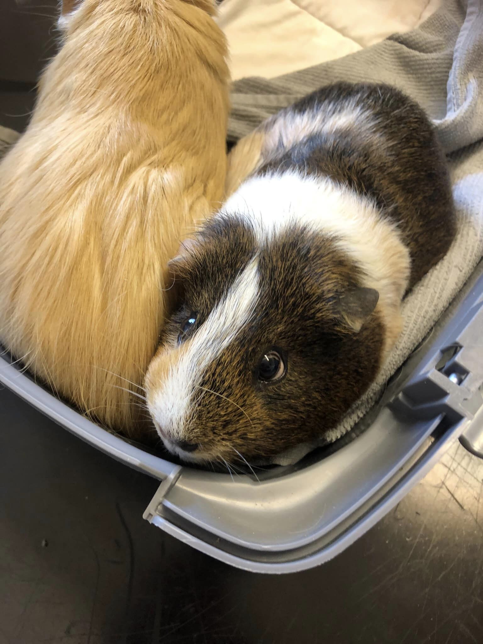 Abingdon Veterinary Clinic