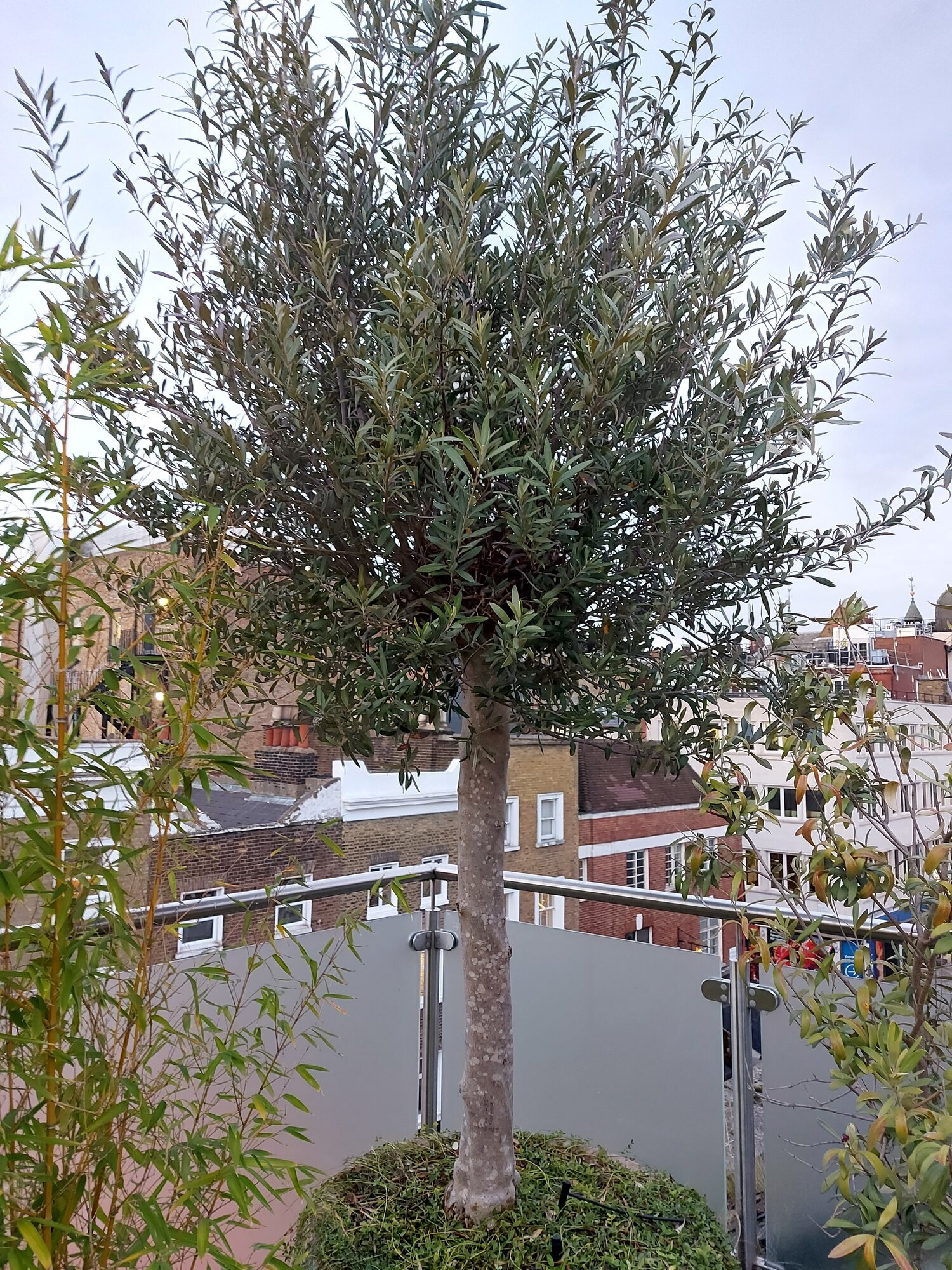 Images Rooted In Science Ltd.