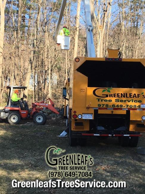 Greenleaf's Tree Service Photo