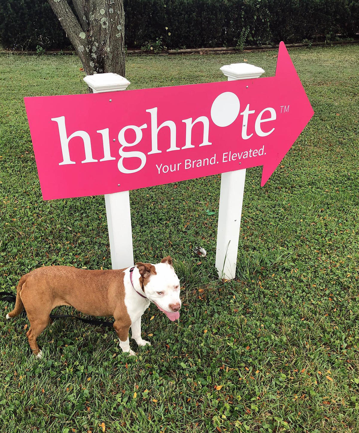 HighNote Sign with dog, Luna