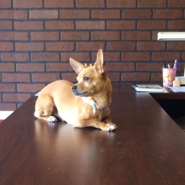 Jake our little greeter 